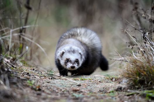 Wild polecat in forest