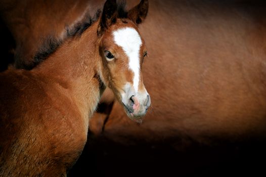 Close-up foal on a background of brown leather horse