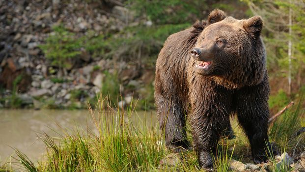 Bear in forest