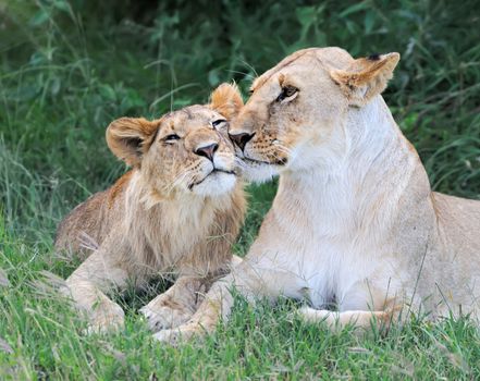 Beautiful Lion in the grass of Masai Mara, Kenya