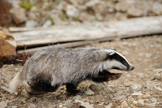 Badger near its burrow in the forest 