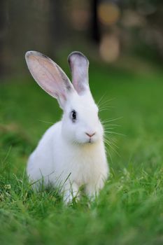 Baby rabbit in grass. Summer day