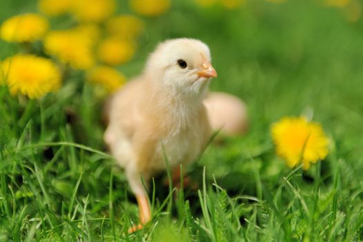 Little chicken on the grass