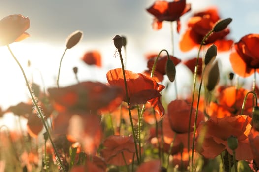 Field of bright red corn poppy flowers in summer