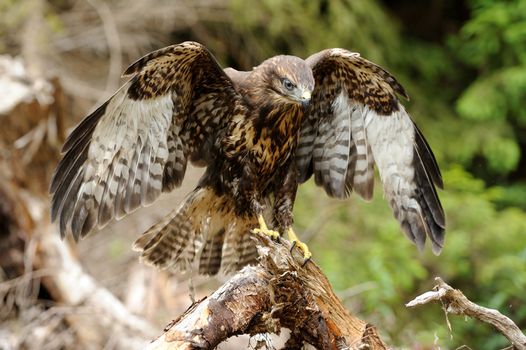 Hawk on a branch in forest