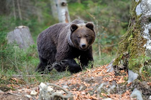 Young brown bear in the wild forest