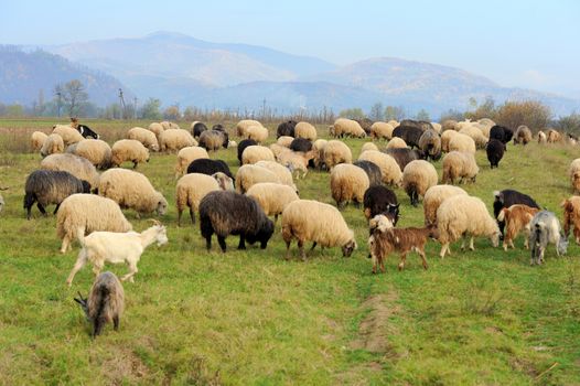 Sheep herd in summer meadow