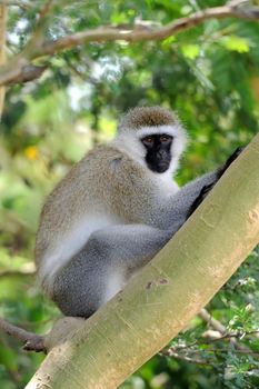 Three Cape Vervet Monkeys in the National park. Kenya, Africa