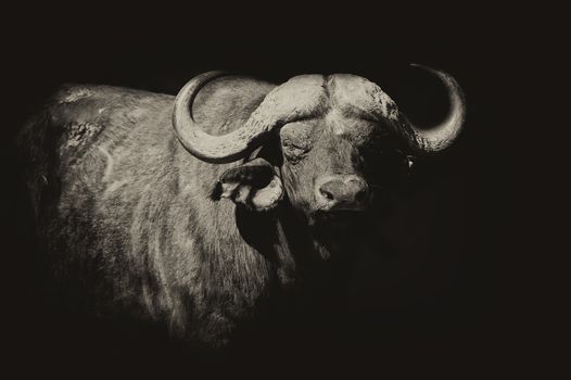 Wild African buffalo bull. Africa, Kenya