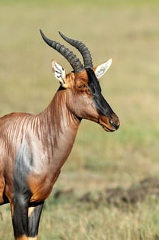 Topi Antelope (Damaliscus lunatus) in Kenya's Masai Mara Reserve