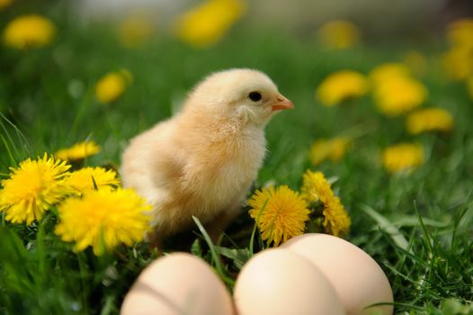 Little chicken on the grass