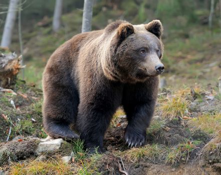 A brown bear in the forest