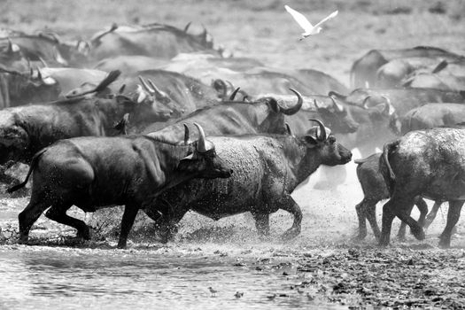 Wild African buffalo bull. Africa, Kenya National Park