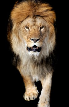 Lion portrait on black background