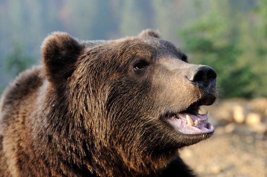 Young brown bear in the wild forest