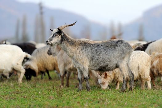 Goat in meadow. Goat herd