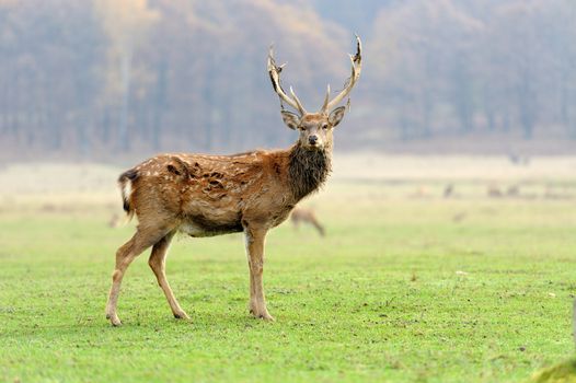 Young deer in autumn field