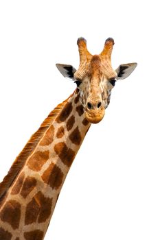 Close up shot of giraffe head isolated on white background