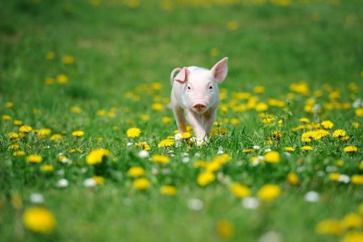 Young pig on a spring green grass