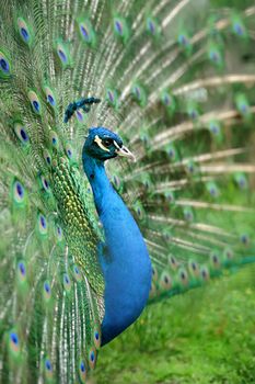 Portrait of beautiful peacock with feathers out