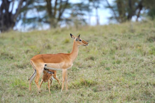 Impala on savanna in Africa, Kenya