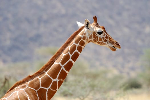 Giraffe in the wild. National Reserve - Kenya, East Africa