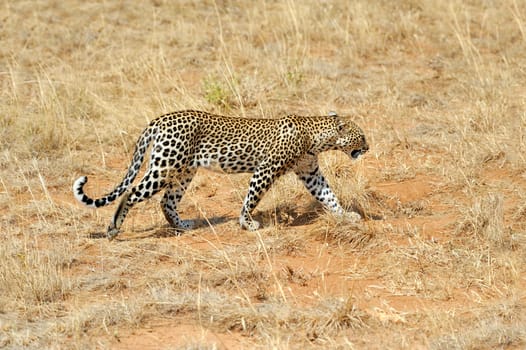 African Leopard (Panthera pardus) in the National Park