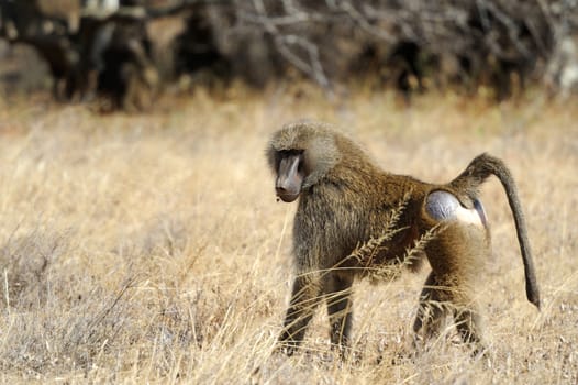 Young olive baboon in Masai Mara National Park of Kenya