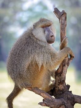 Young olive baboon in Masai Mara National Park of Kenya