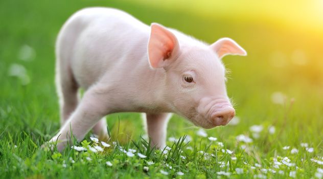 Young pig on a spring green grass