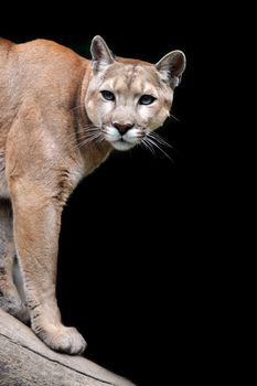 Close-up portrait puma on dark background