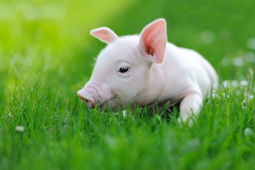 Young pig on a spring green grass