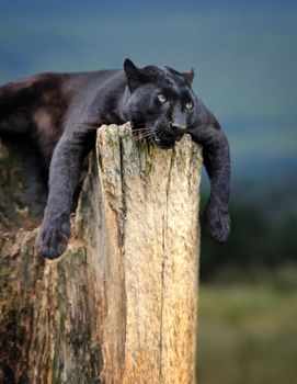 Young black leopard sitting on a tree trunk in the background of Savannah