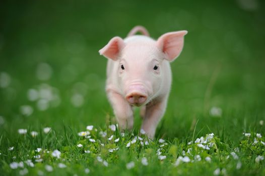 Young pig on a spring green grass