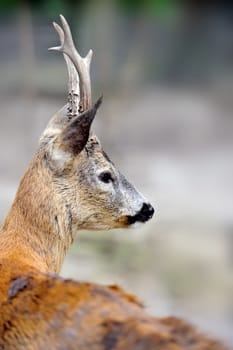 Close-up young deer in wild nature