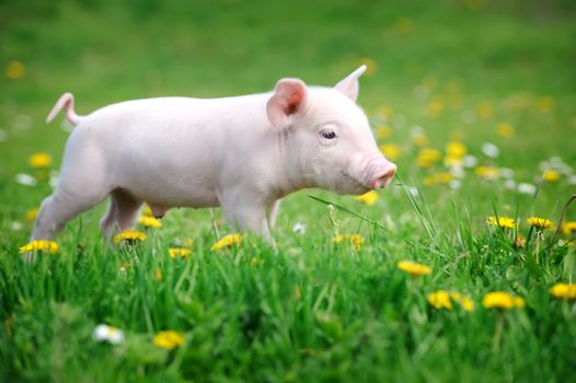 Young pig on a spring green grass