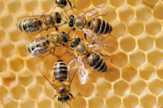 Close up view of the working bees on honeycells