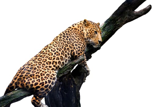 Leopard, Panthera pardus, on white background