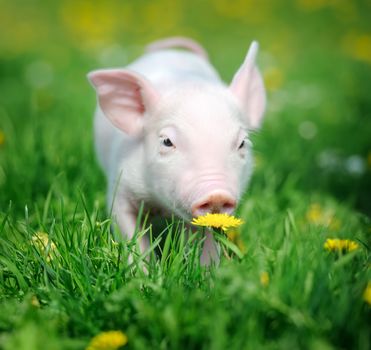 Young pig on a spring green grass