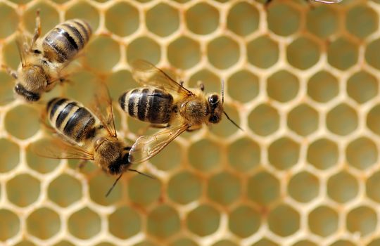 Close up view of the working bees on honeycells