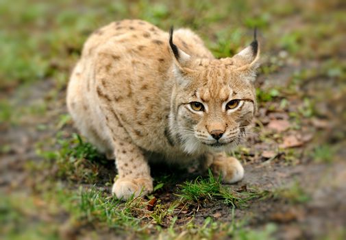 Close-up of young Eurasian Lynx in forest 