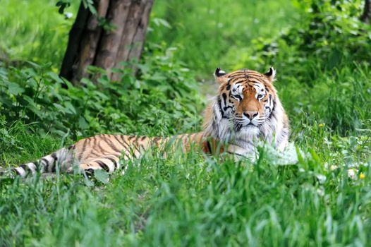 Amur Tigers on green grass in summer day