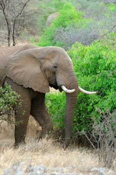 Elephant in the wild - national park Kenya