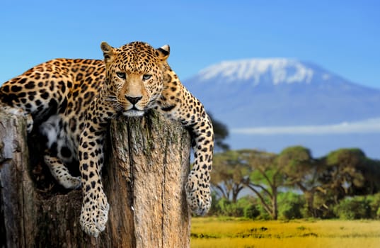 Leopard sitting on a tree on a background of Mount Kilimanjaro