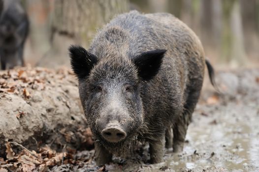 Wild boar in wood. Boar in dirt