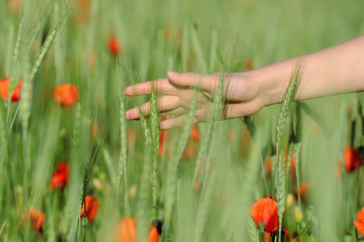 Young woman walking in green wheat field on summer day hand closeup