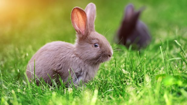 Little rabbit on green grass in summer day