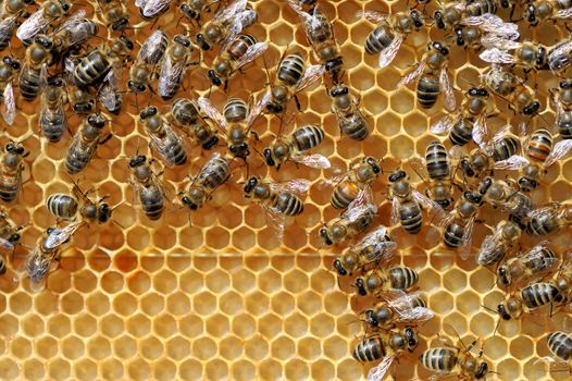 Close up view of the working bees on honeycells