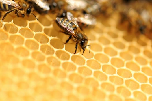 Close up view of the working bees on honeycells