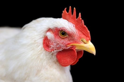 Portrait white chicken isolated on dark background